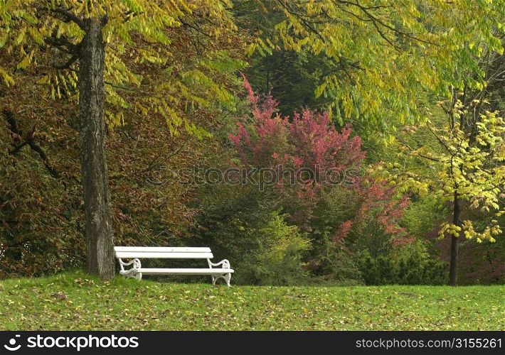 Empty bench at a park in Slovenia