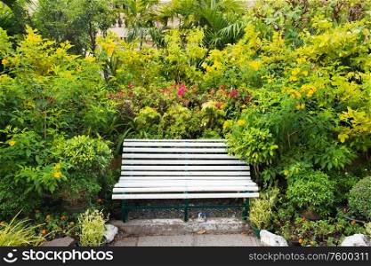 Empty bench in green tropical garden with lush foliage and palm leaves