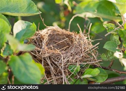 Empty bird nest on a tree branch covered with green leaves