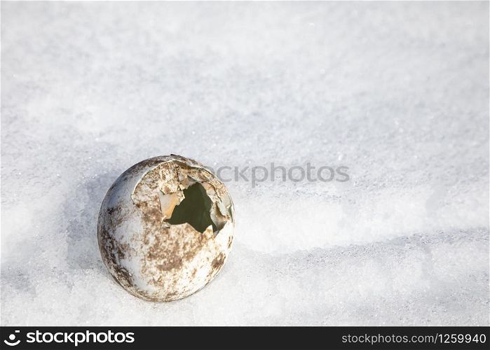 Empty bowl of broken penguin egg lies abandoned in white snow