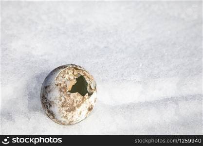Empty bowl of broken penguin egg lies abandoned in white snow