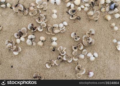 Empty cockle shells on sand on a beach in Sylt, Germany