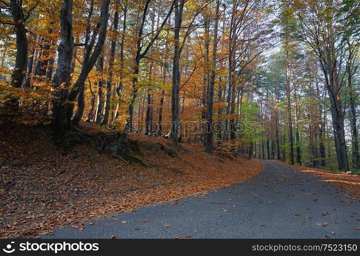 Empty Country Road Through Autumn Forest