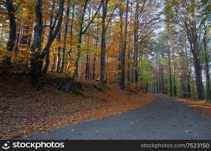 Empty Country Road Through Autumn Forest