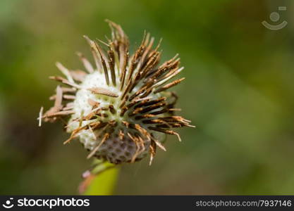 empty dandelion in grassy field and sun