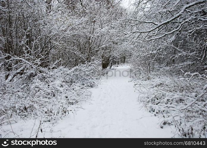 Empty footpath in a forest with snow covered branches all over