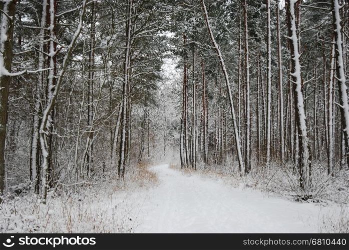 Empty footpath in a snow covered forest of pine trees