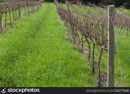 Empty grape rows in vineyard, Franschhoek, South Africa