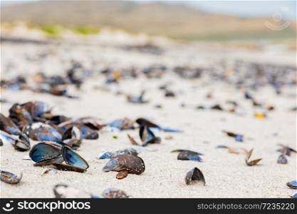 Empty Mussel shells washed up on a beach on the Western seaboard of Cape Town South Africa