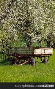 empty old trailer parked under flowering trees in spring