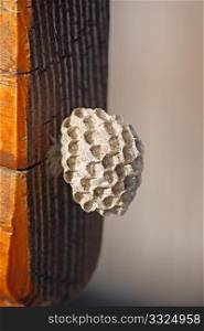 Empty paper wasp nest