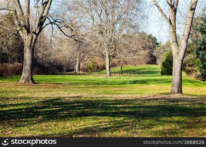 Empty park meadow with several bare trees casting shadows on green grass, with trees and bushes at edges.