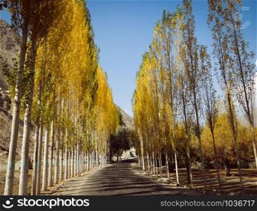 Empty paved road towards Khaplu among yellow leaves poplar trees in autumn against clear blue sky. Ghowari village, Skardu. Gilgit Baltistan, Pakistan.
