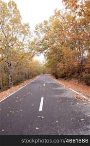 Empty road surrounded by trees in autumn