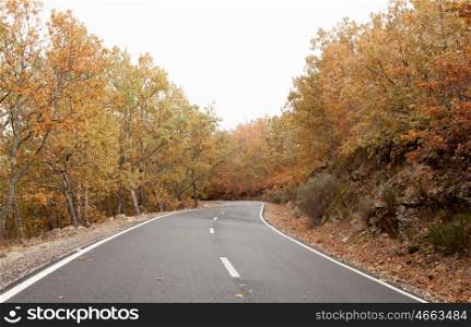 Empty road surrounded by trees in autumn