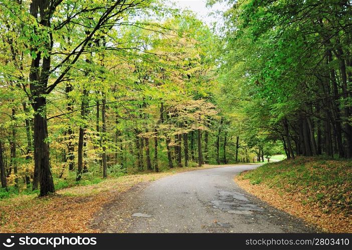 Empty road winding through early autumn forest