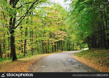 Empty road winding through early autumn forest