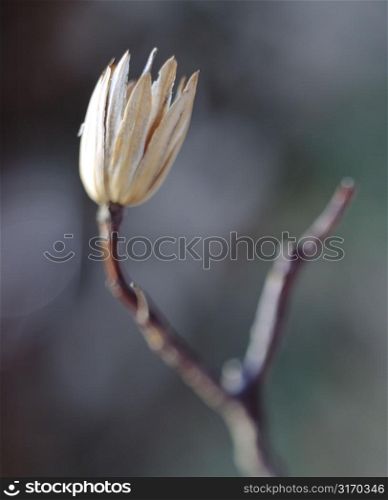 Empty Seed Pod on Branch
