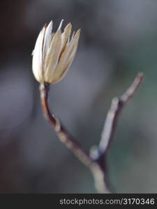 Empty Seed Pod on Branch