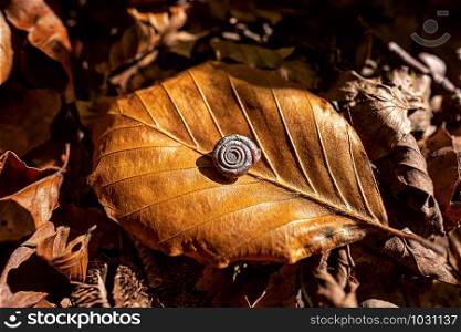 empty shell of an oxychilus snail lying on a beech autumn leaf, nice warm earth colors