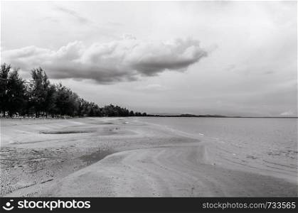 Empty vast sand beach horizon with pine tree and cloudy sky - black and white - Nature background wallpaper