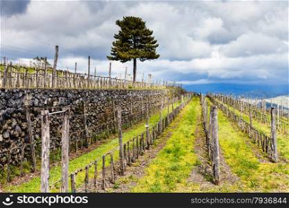empty vineyard in Etna agrarianl region in spring, Sicily, Italy