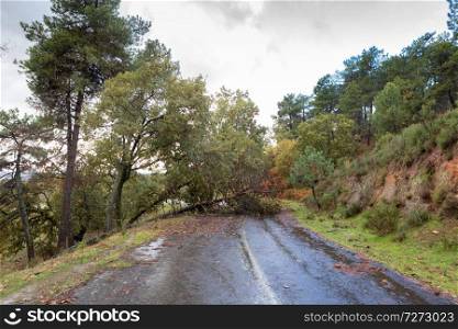 Empty wet road with a falled tree because a strong storm