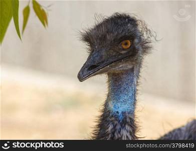emu head, big eyes