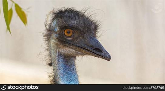 emu head, big eyes