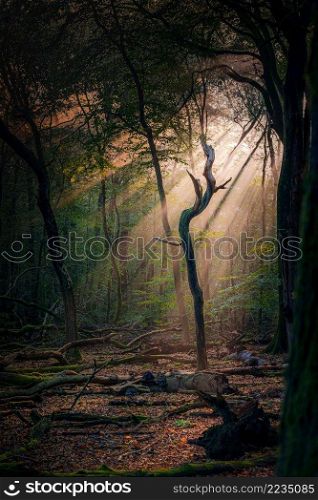 Enchanted Autumn Forest with the lovely rising morning sun. Leaves on the ground and light fog in the air. Warm rays of the sun shine through the deciduous woods. Sun’s rays, visible through the trees in the misty morning