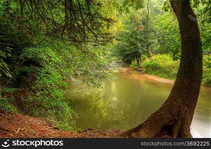 Enchanted forest scene of slow flowing stream with vibrant reflections