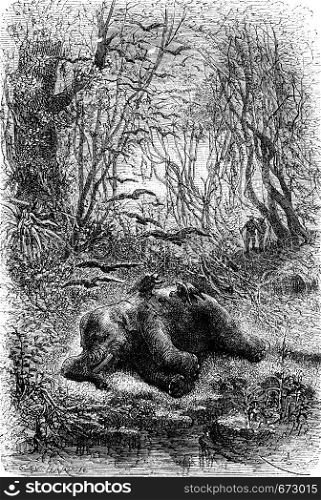 Encounter an elephant eats by vultures, vintage engraved illustration. Le Tour du Monde, Travel Journal, (1872).