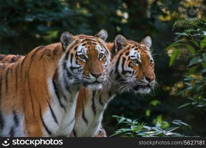 Endangered Bengal tiger is captivity