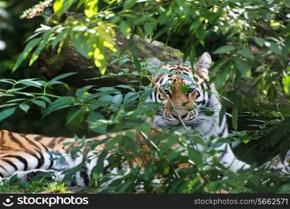 Endangered Bengal tiger is captivity