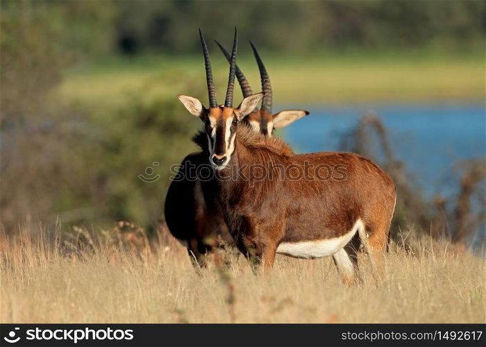 Endangered sable antelopes (Hippotragus niger) in natural habitat, South Africa
