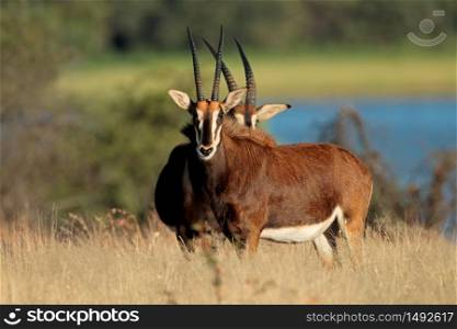 Endangered sable antelopes (Hippotragus niger) in natural habitat, South Africa