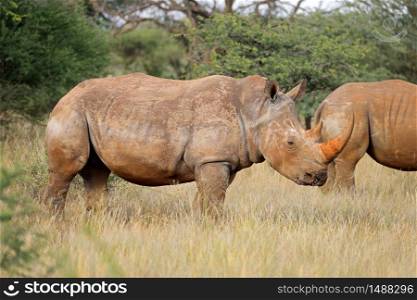 Endangered white rhinoceros (Ceratotherium simum) in natural habitat, South Africa