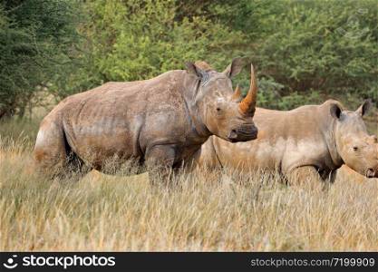 Endangered white rhinoceros (Ceratotherium simum) in natural habitat, South Africa
