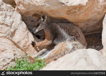 endangered yellow footed rock wallaby in the wild