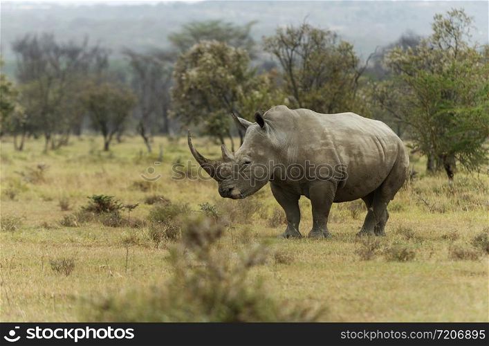 Endengered white rhino, Ceratotherium simum, Nakuru, Kenya, Africa