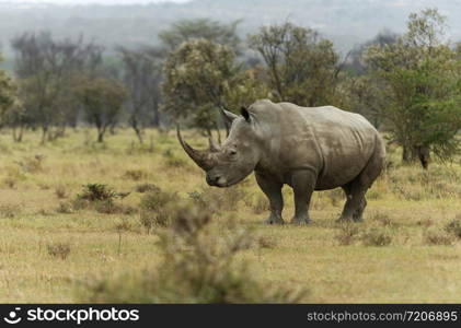 Endengered white rhino, Ceratotherium simum, Nakuru, Kenya, Africa