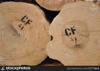 endgrain of Pinus radiata logs