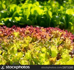 endive lettuce vegetables sprouts food textures