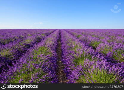Endless lavender bushes rows to the horizon at lavender field in Valensole France