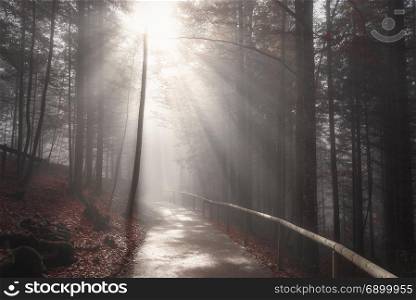 Endless road crossing a dark forest, in autumn colors, shrouded by mist and enlightened by sun rays, in Fussen, Germany.