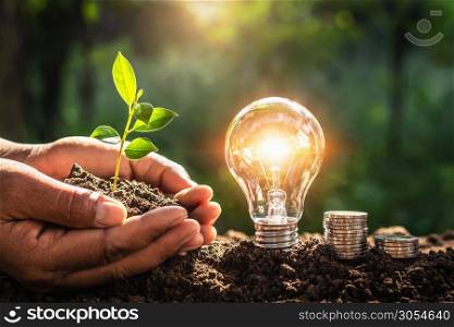 energy concept. eco power. lightbulb with money and hand holding small tree sunlight background
