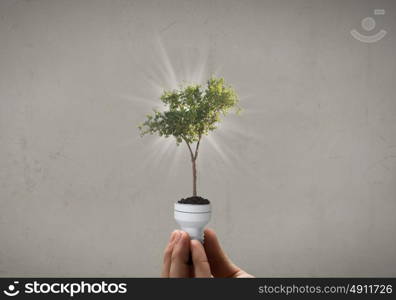 Energy saving concept. Close up of hand holding light bulb with tree inside