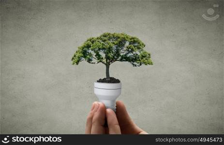 Energy saving concept. Close up of hand holding light bulb with tree inside