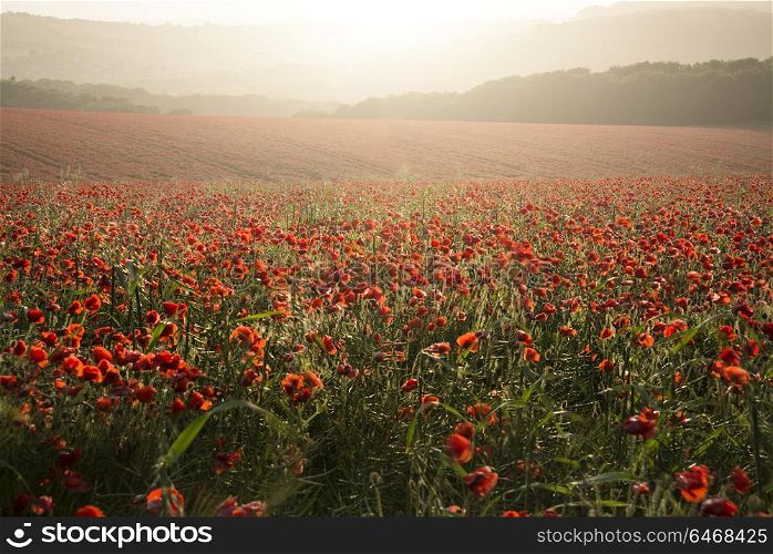 England, West Sussex, Brighton. Poppy field landscape at sunset on South Downs.. Beautiful poppy field landscape at sunset on South Downs