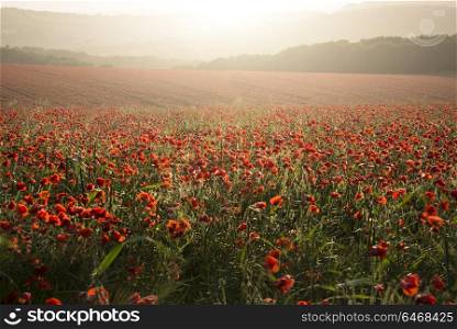 England, West Sussex, Brighton. Poppy field landscape at sunset on South Downs.. Beautiful poppy field landscape at sunset on South Downs